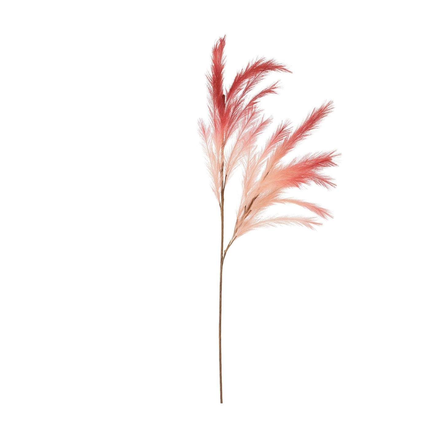 Art Plants Pampas Pink X Red